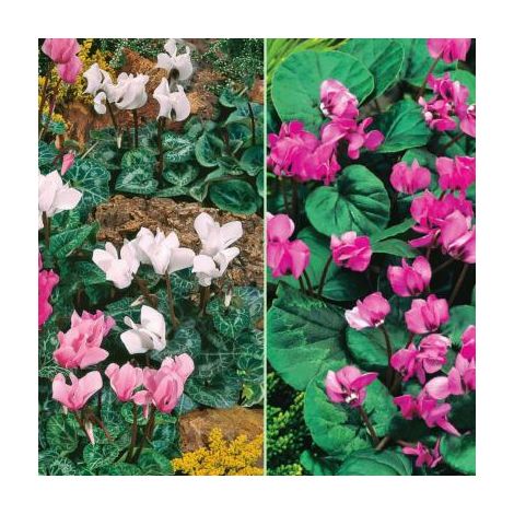 OFFRE FABRE : 6 CYCLAMENS