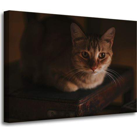 Leinwanddruck Tiere Hauskatze 70x50 cm