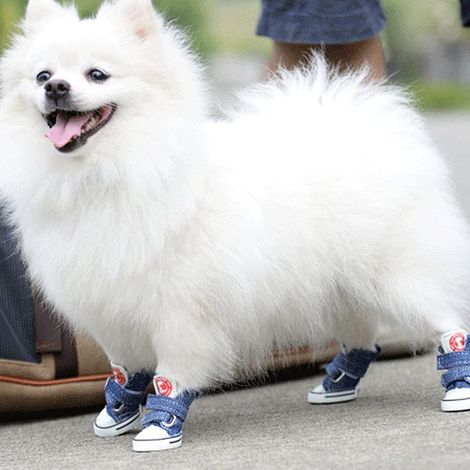 Filiyano-Chaussures pour chien, baskets, chaussures en toile à scratch pour animaux de compagnie, bottes antidérapantes pour chiot Chihuahua (1/5)