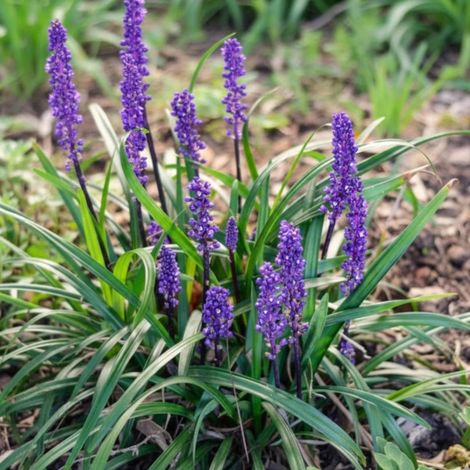 Liriope muscari Royal Purple/Lot de 3 godets (1/5)