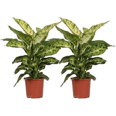 Dieffenbachia Mars Plante d’Intérieur Feuillage Décoratif Lot de 2 Pots Ø17 cm Hauteur 50 cm - PANGIVO