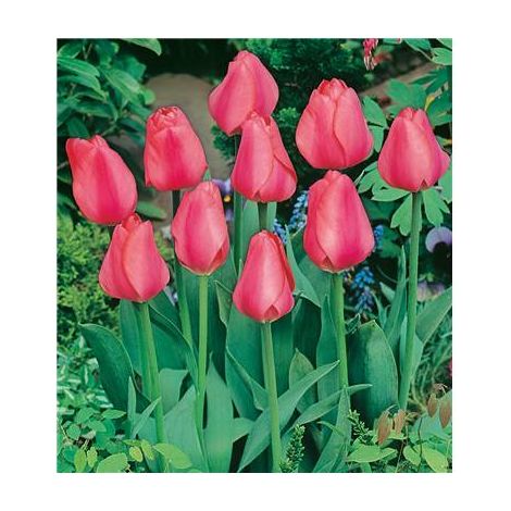 TULIPE DARWIN BIG CHIEF - 8 BULBES