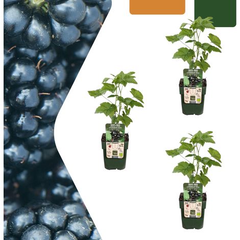 Lot de 3 Mûriers Bio Rubus fruticosus Arbustes Fruitiers pour Jardin et Balcon Pot Ø 13 cm - PANGIVO (1/5)
