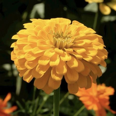 Semences de Zinnia 5000 – Zinnia Elegans, Couleurs Éclatantes, Mélange Folle, Faciles à Cultiver – Jaune (1/5)