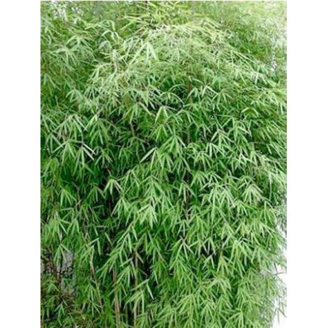 Fargesia angustissima Pot de 4L/5L