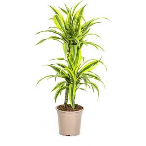 Dracaena Deremensis Lemon Lime - Plante d'Intérieur Décorative - Ø19 cm - Hauteur 70-90 cm - PANGIVO (1/5)