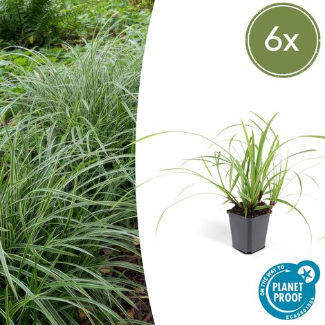 Lot de 6 Carex morrowii 'Ice Dance' Herbe Ornementale Persistante Couvre-sol Pot Ø 9 cm 10-25 cm - PANGIVO (1/5)