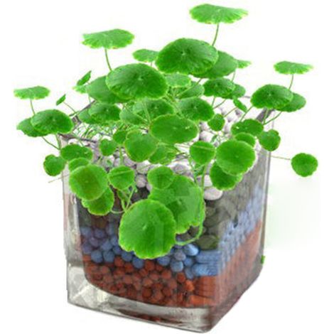 Semences de gazon Hydrocotyle Copper Money Grass pour le jardinage de bureau (1/3)