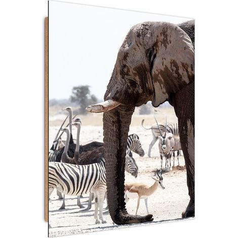 Quadro deco panel, Animali della savana - elefanti zebre struzzi antilopi - 70x100 (1/5)