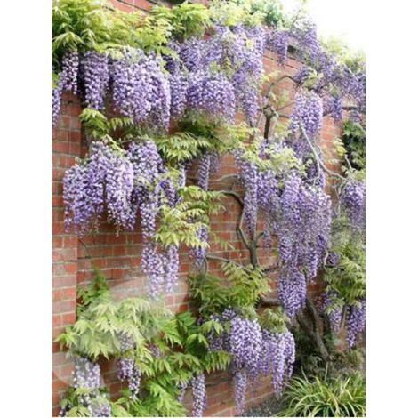Glycine 'Black Dragon' ou violacea plena Pot de 2L/3L, Plant greffé de + de 18 mois (1/3)
