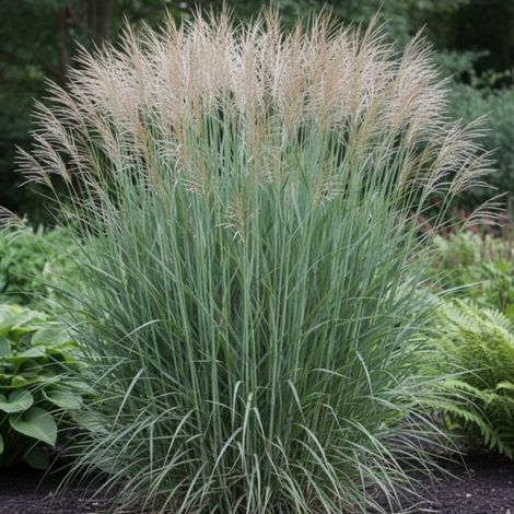 Panic érigé Heavy Metal, Panicum/Pot de 3L - Touffe (1/5)