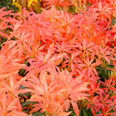 Andromède  - Pieris 'Forest Flame'  - 20-30 cm pot