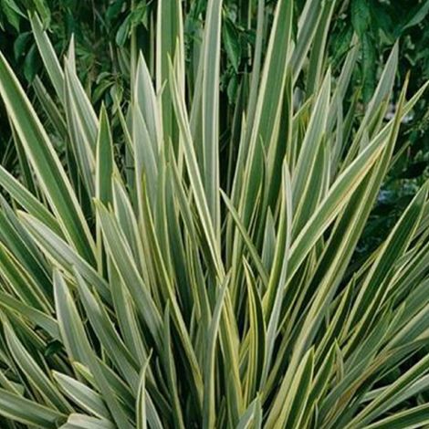 Lin de Nouvelle-Zélande 'Variegatum' - 60-80 cm pot