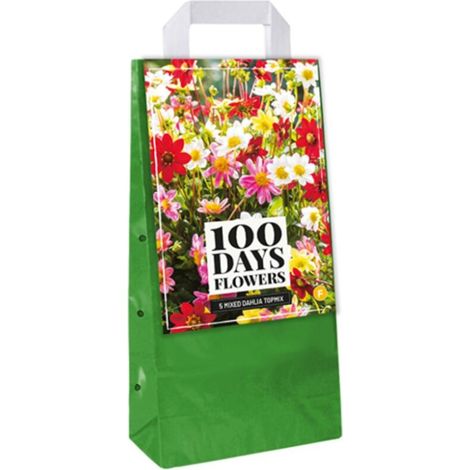5 Bulbes Dahlias Topmix Jaune