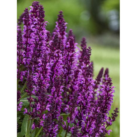 Sauge des bois 'Bumbleberry' Godet de 8/9 cm (1/2)