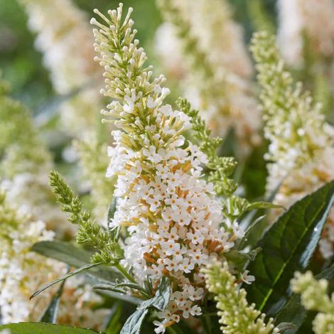 Buddleia davidii White Profusion' "Albero delle Farfalle" Buddleja pianta in vaso7x7 cm (1/5)