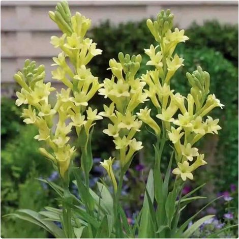 Instant Evening Scent Kit - 5 Heirloom Tuberose Seeds for Romantic Gardens, Fast-Growing & Beginner-Friendly (1/5)