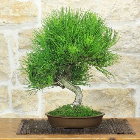 Bonsai di Pino Nero Thunbergii (88)