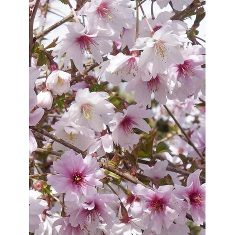 Cerisier à grappes 'Mikinori' Pot de 3L/4L
