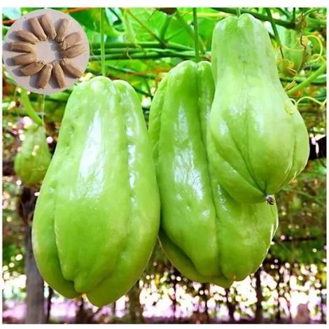 30 Graines de Chayote Haute Germination Semences Naturelles Non Traitées pour Potager Productif, graines de légumes chayote Plantes
