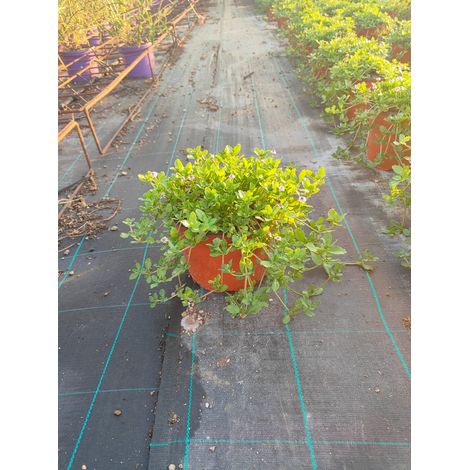 Herbe Tapis Lippia Repens Pot 18 cm Vivace Tapissante