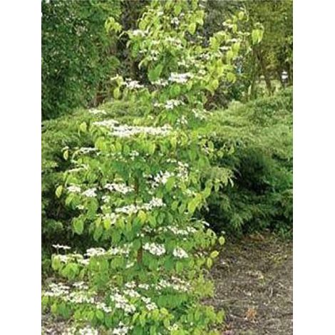 Viorne de Chine 'Kilimandjaro' Pot de 2L/3L
