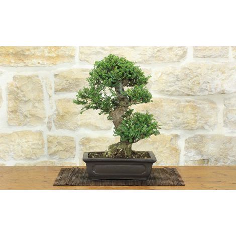 Bonsai di Olmo Parvifolia "Seiju" (97) (1/5)