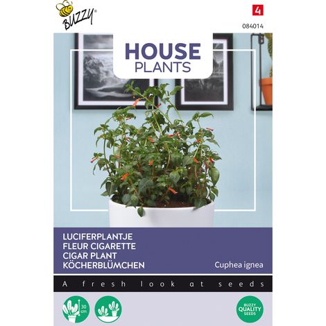 Buzzy House Plants Cuphea Fleur cigarette Semences - Ca. 0,1 gr (1/2)