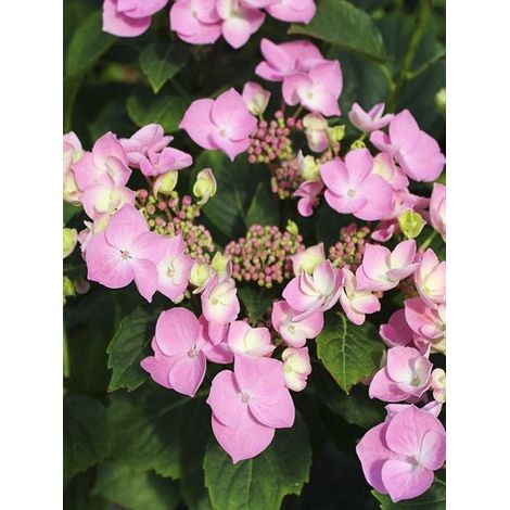Hortensia 'Teller Messalina' Pot de 2L/3L