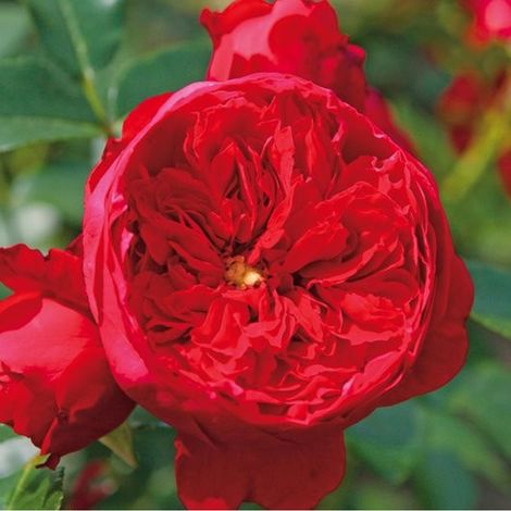 2 x Rosa - Rosier grimpante Kordes - Rosa 'Florentina'®