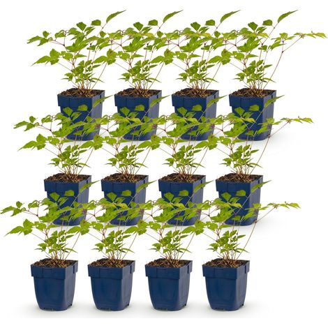 Astilbe Europa Rose - Plante Vivace d'Ombre Plume du Japon - Lot de 12 - Pot 11cm - PANGIVO
