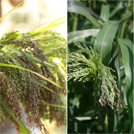 Semillas de Panicum Violaceum. 50 Gramos