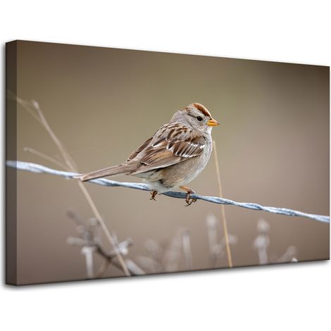 Leinwanddruck Tiere Spatz 80x50 cm
