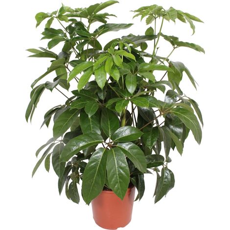Schefflera Actinophylla Amate Plante Verte d'Intérieur Arbre Parapluie Ø30cm Hauteur 120cm - PANGIVO