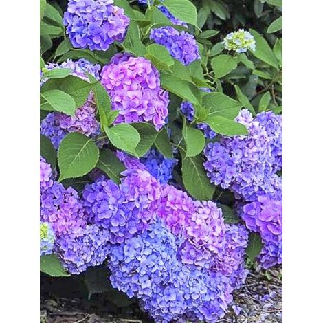 Hortensia 'Renate Steiniger' Pot de 2L/3L (1/4)