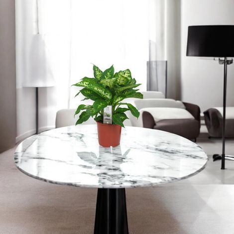 Gardenaria Dieffenbachia 'Compacta' - Pianta da interno ornamentale - Altezza: 50 cm (vaso 19) (1/5)
