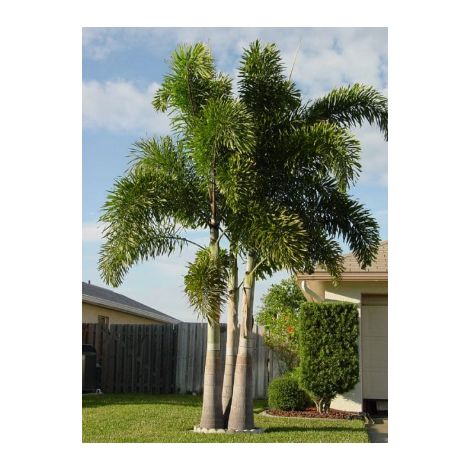 Pianta wodyetia bifurcata vaso 18cm h 130cm