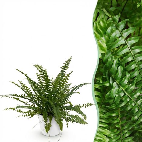 Fougère Nephrolepis exaltata Green Lady - Plante d'intérieur avec Pot Blanc 12 cm - Hauteur 25 cm - PANGIVO (1/5)