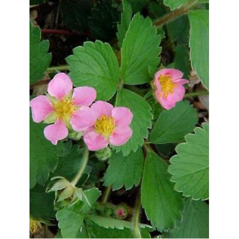Fraisier d'ornement 'Pink Panda' Godet de 8/9 cm
