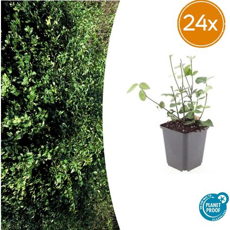 Lot de 24 Fusains de Fortune 'Coloratus' Arbuste Couvre-sol Persistant 10-25 cm Ø 9 cm - PANGIVO (1/5)