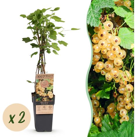 Groseillier à Grappes Ribes rubrum Witte Parel Arbuste Fruitier Baies Blanches Lot de 2 H50cm - PANGIVO (1/5)