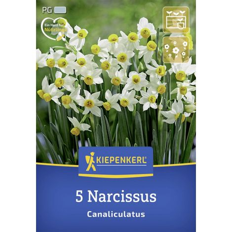 Kiepenkerl Herbstblumenzwiebel Miniatur-Tazetten-Narzisse Canaliculatus 5 Stück (1/2)