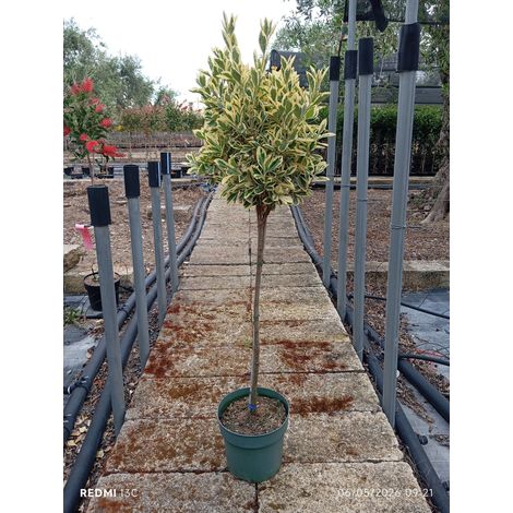 EUONYMUS JAPONICUS ALB.24 1/2 FUSTO BRAVO