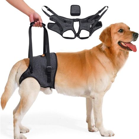 Harnais de levage pour pattes arrière de chien, soutien réglable (gris foncé, XL) (1/5)