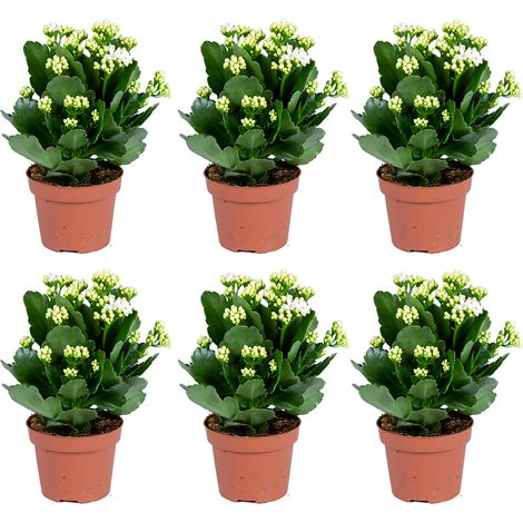Bloomique - Lot de 6 - Kalanchoé - Fleurs blanches - Plante d'extérieur et d'intérieur - Hauteur 15-25 cm - Pot 12 cm