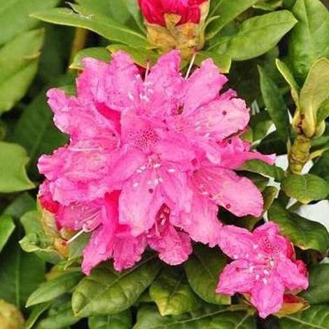 Rhododendron 'Rocket' - Pot de 40 à 50 cm : Fleurs rouge-violet éclatantes, à croissance rapide et attrayante. (1/5)