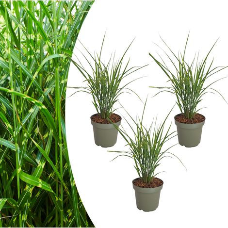 Miscanthus sinensis 'Zebrinus' - Lot de 3 Herbes du Zèbre au Feuillage Rayé Jaune - Pot 12 cm - PANGIVO