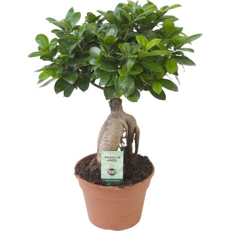 Ficus Ginseng - Plante d'Intérieur Décorative Facile d'Entretien - Pot Ø 17 cm - Hauteur 40 cm - PANGIVO (1/4)