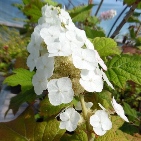 Hortensia à feuilles de chêne 'Snow Queen' - 30-40 cm pot