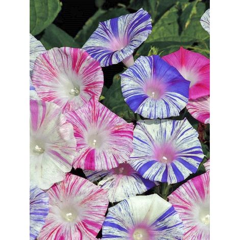 Volubilis 'Carnevale di Venezia' le sachet de 30 graines (1g)